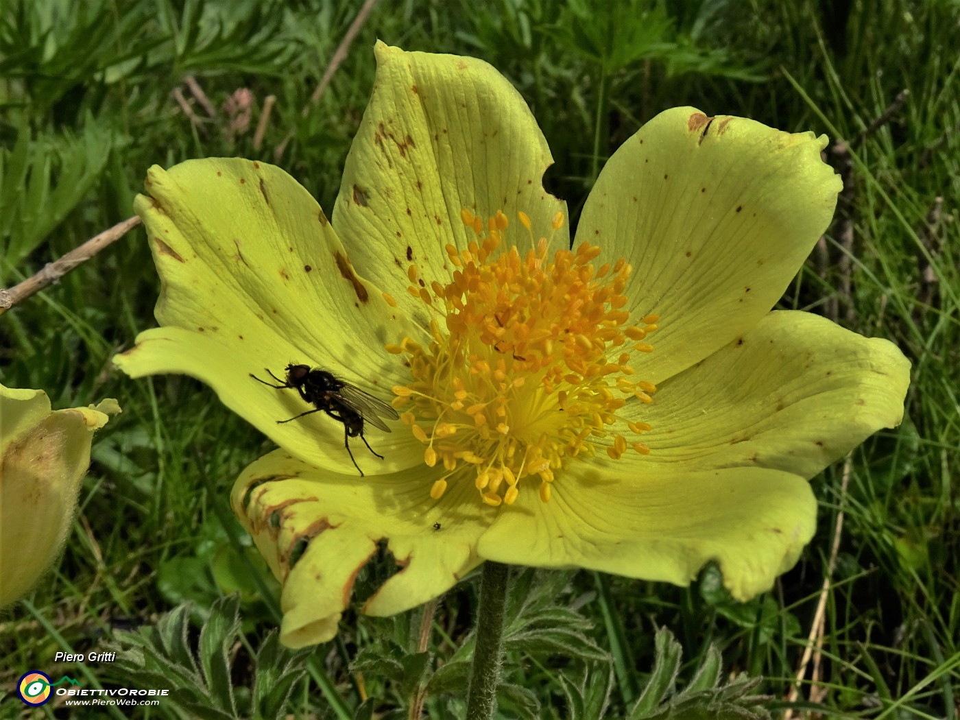 35 Pulsatilla alpina sulphurea (Anemone sulfureo) con mosca ospite.JPG